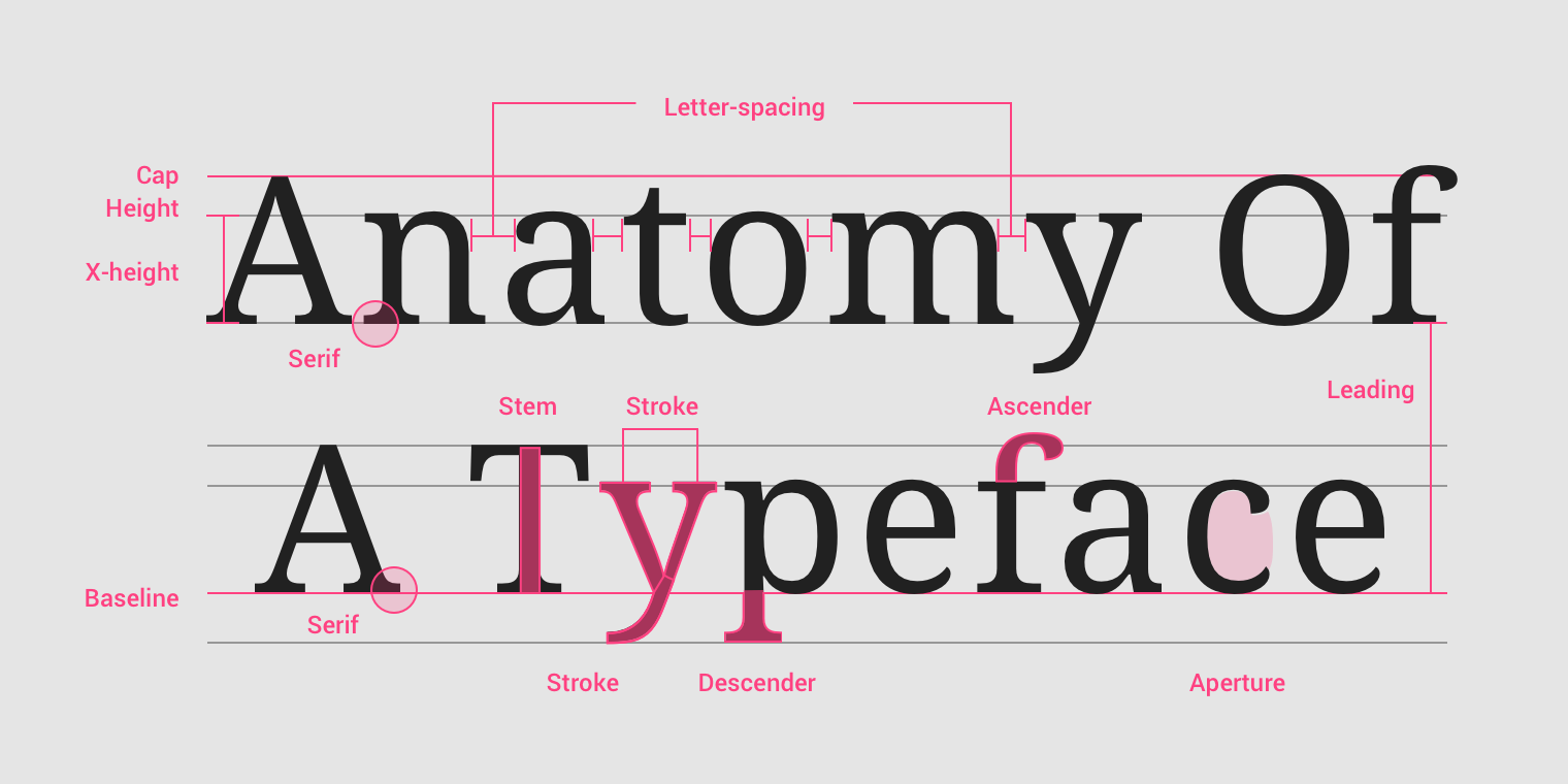 anatomy of a typeface